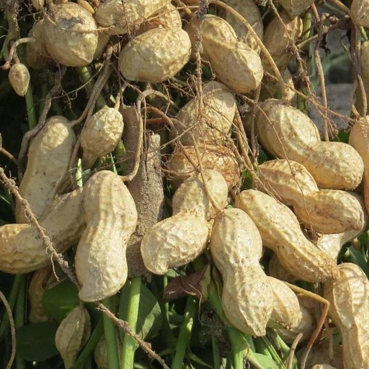 Ground Nut Value Chains